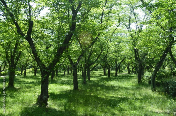 Obraz 初夏の緑色に囲まれた風景