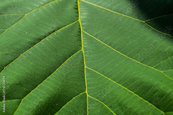 Fototapeta Extreme close up view of green leaf with sunlight and shadows. detail. macro. texture structure of fresh green leaf chlorophyll cell, abstract nature background, natural line pattern.
