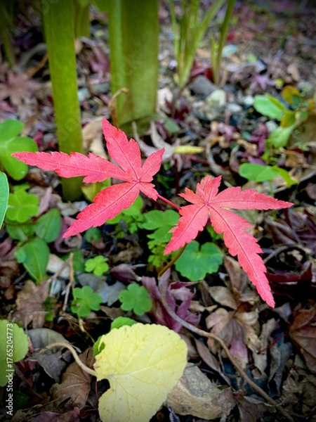 Fototapeta 発芽したイロハモミジ