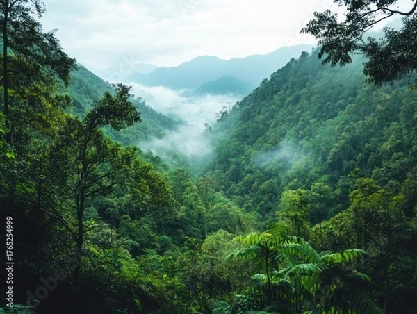 Fototapeta Lush valley shrouded in mist. Dense green forest fills the mountain valley