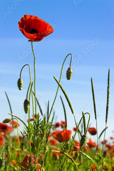 Obraz coquelicots