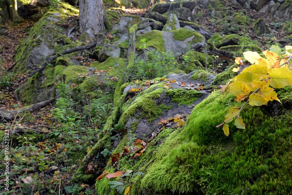 Fototapeta Green moss on rocks and trees in the woods