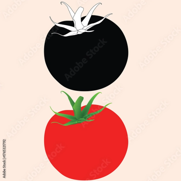 Obraz Realstic Tomato Vector Line Art Illustration