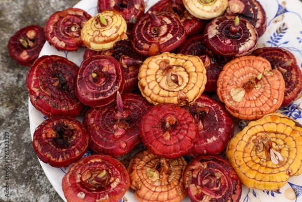Fototapeta sprouted gladiolus bulbs of different colors are ready for planting