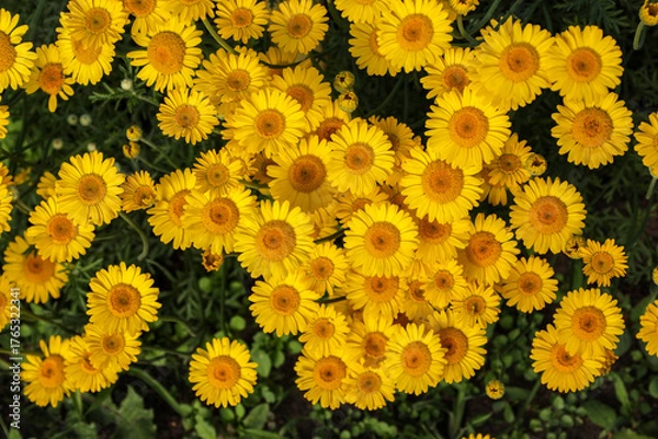 Fototapeta Small, bright garden daisies with large centers bloom in the evening garden