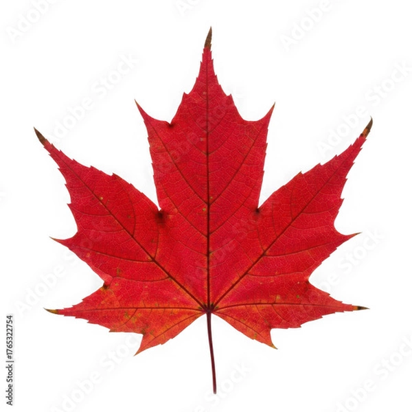 Obraz 3d realistic red maple leaf isolated on transparent background