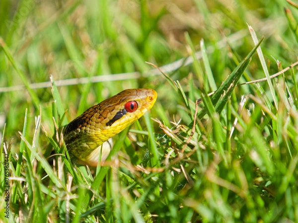 Obraz 日向ぼっこをするシマヘビ