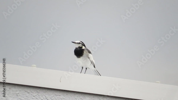 Fototapeta 屋上に止まるハクセキレイの写真