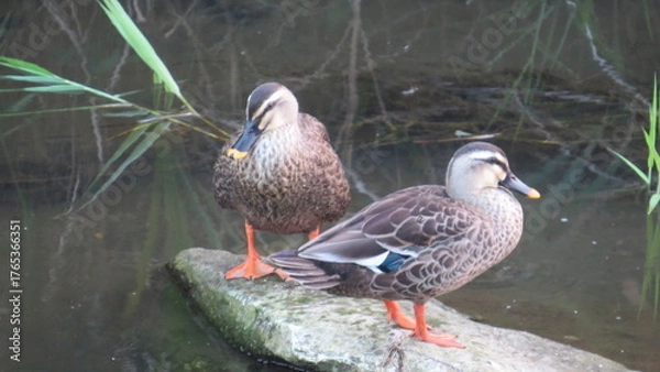 Fototapeta 岩の上で休む2羽のカルガモ