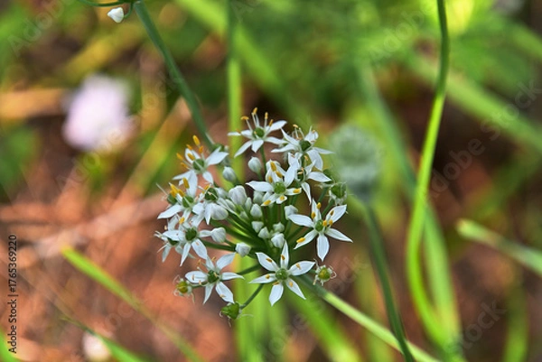 Fototapeta ニラの花