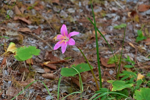 Fototapeta 和名ではサフランモドキと呼ばれる、ゼフィランサス
