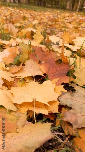 Obraz Park area strewn with yellow autumn maple leaves