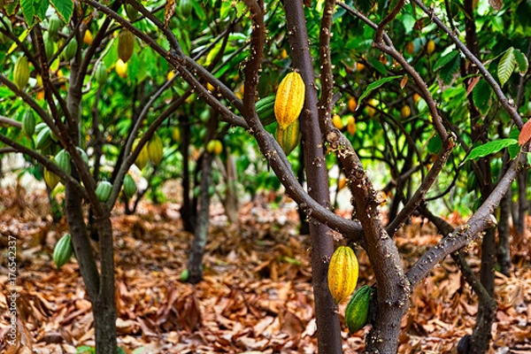 Obraz Cacao Fruit Ripened on the Tree