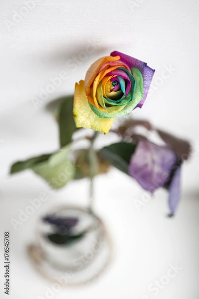 Obraz Kolorowa róża