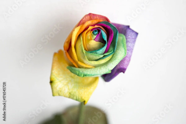 Obraz Kolorowa róża