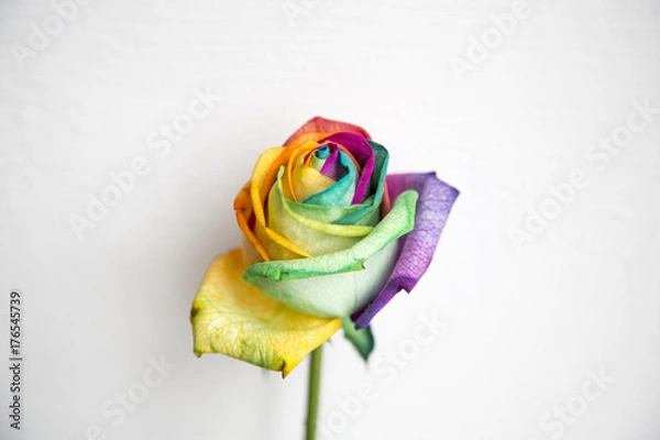 Obraz Kolorowa róża