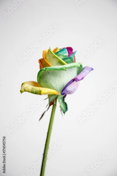 Obraz Kolorowa róża