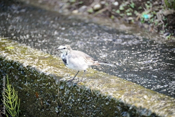 Obraz 水路の苔むしたコンクリートの縁にちょこんと立つセグロセキレイをローアングルで捉えた夏の水辺の情景です