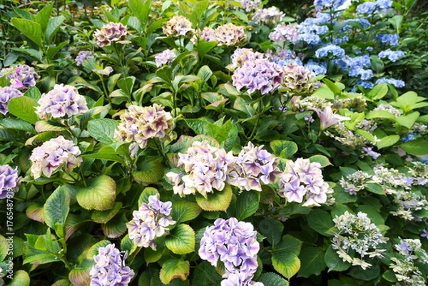 Obraz 淡い紫やピンクのグラデーションのガクアジサイと青い装飾花の紫陽花が咲き乱れる梅雨の季節の花壇です