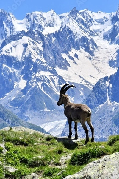 Fototapeta An Ibex stands on a steep rocky mountain slope in Chamonix France