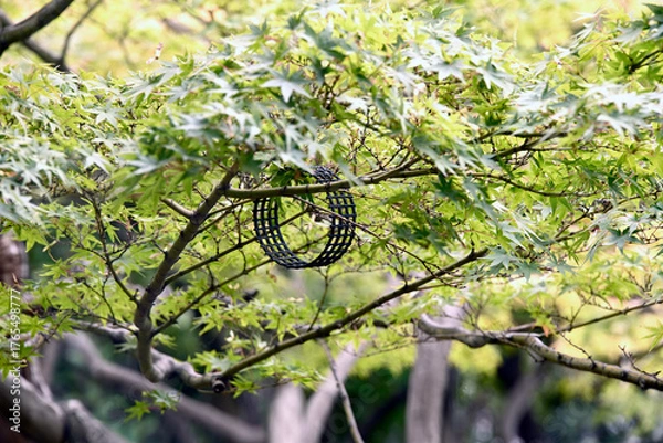 Obraz 古民家と庭