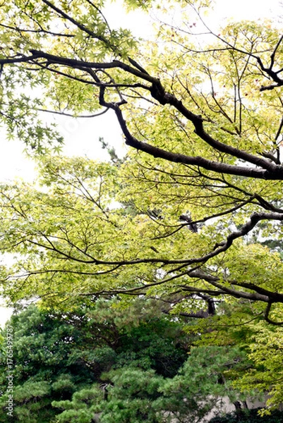 Obraz 古民家と庭