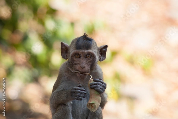 Obraz 可愛いサル