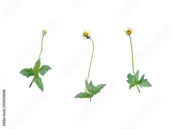 Fototapeta Close-up of blooming weed flower isolated on transparent background png file.