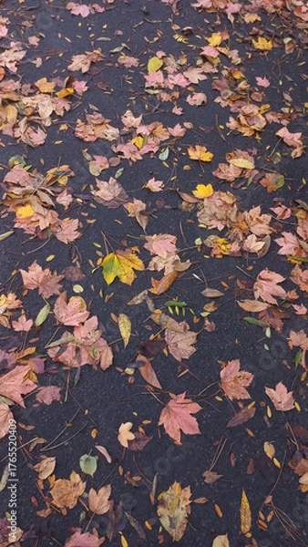 Fototapeta Autumn leaves on the asphalt path