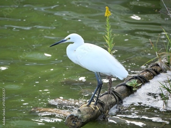 Fototapeta 丸太に止まる鷺