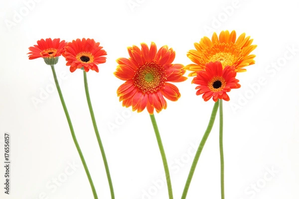 Fototapeta ガーベラ