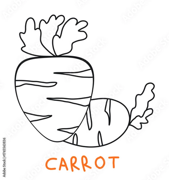 Fototapeta Picture of a carrot to color