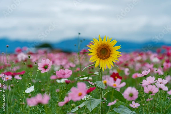 Fototapeta コスモス畑の向日葵