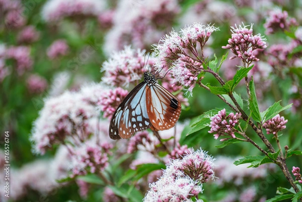 Fototapeta フジバカマにとまるアサギマダラ