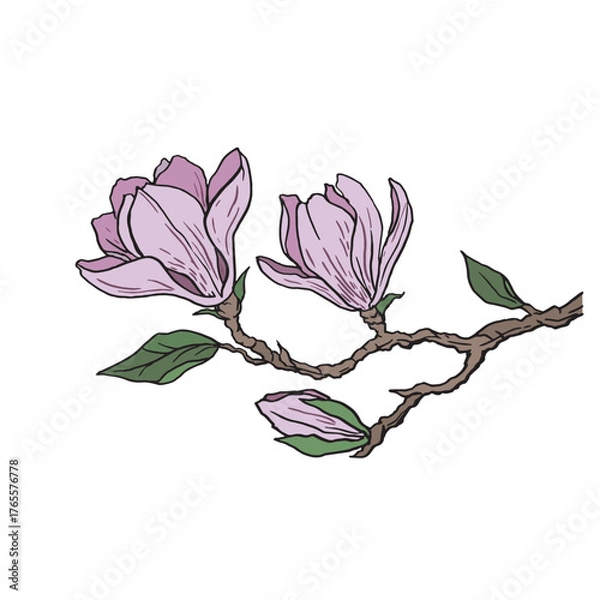 Obraz blooming magnolia branch