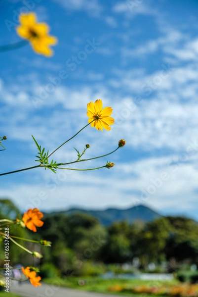 Fototapeta 黄色のコスモス