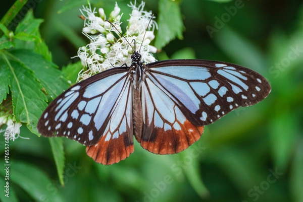 Fototapeta フジバカマにとまるアサギマダラ