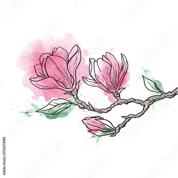 Obraz magnolia branch on a white background