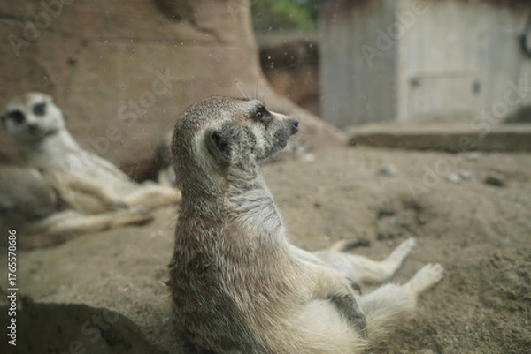 Obraz 日本の動物園のミーアキャット