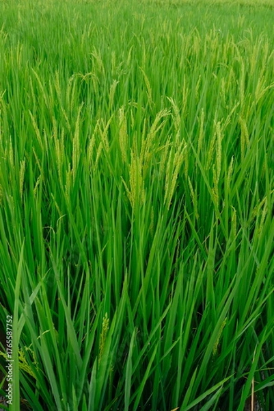 Obraz green rice field