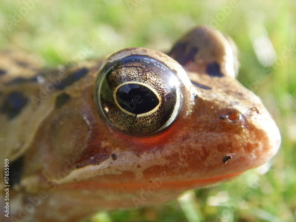 Fototapeta Frog.