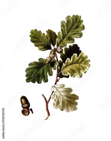 Obraz Stieleiche, Quercus robur