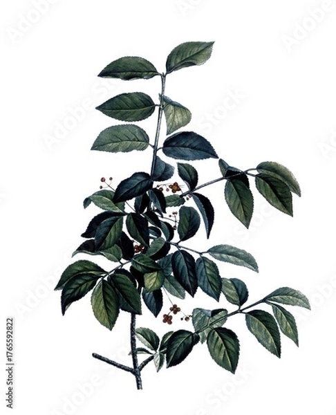 Obraz Warzen-Spindelstrauch, Spindle, Euonymus verrucosus