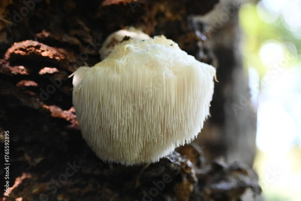 Obraz 幻のキノコ、ヤマブシタケ