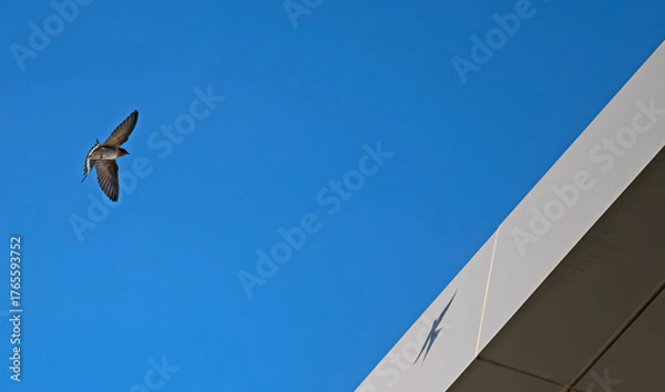 Obraz swallow and its shadow