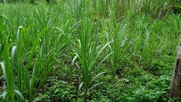 Fototapeta Sugarcane Fields in the Sunlight