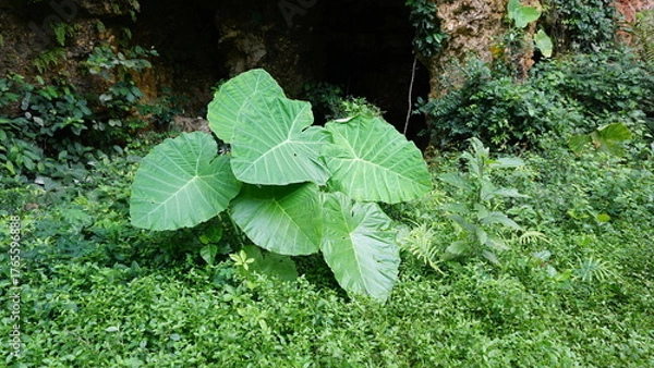 Fototapeta Close-Up of Colocasia Leaf with Water Droplets