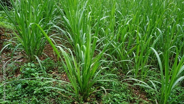 Obraz Sugarcane Fields in the Sunlight