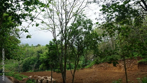 Fototapeta trees in the forest