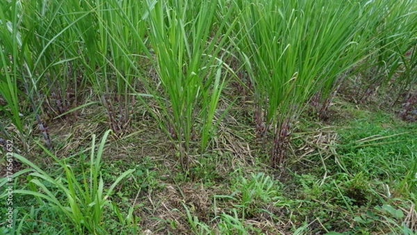 Fototapeta Sugarcane Fields in the Sunlight